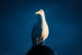 Seagull standing on lampshade on the Baltic Sea by the sea. The bird looks sunset Royalty Free Stock Photo