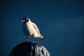 Seagull standing on lampshade on the Baltic Sea by the sea. The bird looks sunset Royalty Free Stock Photo