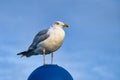 Seagull standing on lampshade on the Baltic Sea by the sea. The bird looks sunset Royalty Free Stock Photo