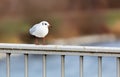 A seagull standing on a lattice bridge railing, close-up with blurred background Royalty Free Stock Photo