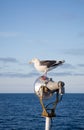 Seagull standing at the light pole Royalty Free Stock Photo