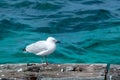 Seagull standing on the log Royalty Free Stock Photo