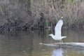 Seagull standing on a log on a lake in the spring, young fresh reed grass background Royalty Free Stock Photo