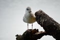 Seagull standing on log Royalty Free Stock Photo