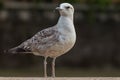 Seagull standing and looking at camera Royalty Free Stock Photo