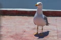 Seagull standing and looking forward on roof surface, blank for inscriptions, creative work, creating a meme, funny Royalty Free Stock Photo