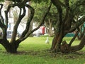 Seagull standing on lush green grass surrounded by twisted trees, with blurred vehicles and palm trees in the background, creating Royalty Free Stock Photo
