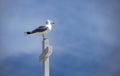 Seagull standing on a marble cross Royalty Free Stock Photo