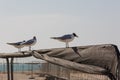 Seagull standing on a metal fence separated from other seagulls. Beautiful view background Royalty Free Stock Photo