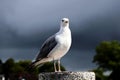 Seagull standing on a metal pole with blurred background Royalty Free Stock Photo