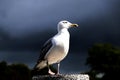 Seagull standing on a metal pole with blurred background Royalty Free Stock Photo