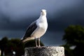 Seagull standing on a metal pole and looking at camera Royalty Free Stock Photo