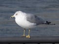 Seagull standing on a metal railing Royalty Free Stock Photo