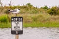 Seagull standing on a notice sign Royalty Free Stock Photo