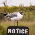 Seagull standing on a notice sign Royalty Free Stock Photo