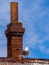 Seagull Standing Beside Old Brick Chimney