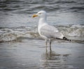 Seagull standing onbthe beach in the water Royalty Free Stock Photo