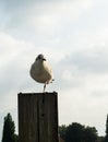 Seagull standing on one leg Royalty Free Stock Photo