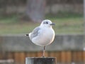 Seagull standing on one leg Royalty Free Stock Photo