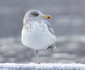 Seagull standing on one leg