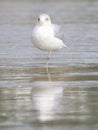 Seagull standing on one leg Royalty Free Stock Photo