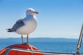 Seagull standing on the orange lifebelt