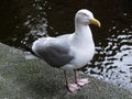 Seagull