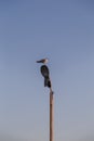 Seagull Standing on Pillar Lantern Sitting Blue Sky yacht masts. Royalty Free Stock Photo