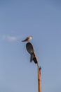 Seagull Standing on Pillar Lantern Sitting Blue Sky yacht masts.