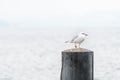 Seagull standing on a pole Royalty Free Stock Photo