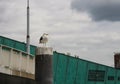 Seagull standing on a pole on the background of museum Nemo Royalty Free Stock Photo