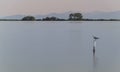 Seagull standing on the pole in the middle of the lake Royalty Free Stock Photo