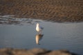A Seagull standing in a pool of water, with reflection, on the beach of Cuxhaven, Germany Royalty Free Stock Photo