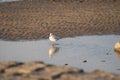 A Seagull standing in a pool of water, with reflection, on the beach of Cuxhaven, Germany Royalty Free Stock Photo