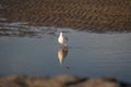 A Seagull standing in a pool of water, with reflection, on the sand beach of Cuxhaven, Germany Royalty Free Stock Photo