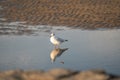 A Seagull standing in a pool of water, with reflection, on the sand beach of Cuxhaven, Germany Royalty Free Stock Photo