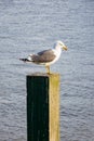 Seagull standing on post on the thames