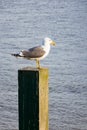 Seagull standing on post on the thames