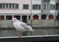 Seagull standing on a railing on the bank of Limmat River in Zurich Royalty Free Stock Photo