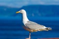 Seagull standing on railing, beautiful blue sea background Royalty Free Stock Photo