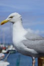 Seagull standing on a railing Royalty Free Stock Photo