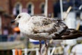 Seagull standing on a railing Royalty Free Stock Photo