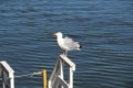 Seagull standing on the railing looking for food Royalty Free Stock Photo