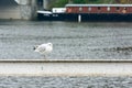 Seagull standing on a railing near the river Royalty Free Stock Photo