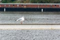 Seagull standing on a railing near the river Royalty Free Stock Photo