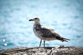 Seagull Royalty Free Stock Photo