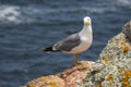 Seagull standing on a rock with the atlantic ocean behind Royalty Free Stock Photo