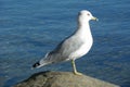 Seagull Standing on Rock Royalty Free Stock Photo