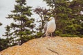 Seagull standing on rock ledge in Acadia National Park, Maine