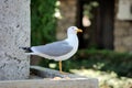 Seagull Royalty Free Stock Photo